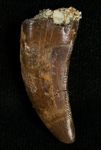 Inch Nanotyrannus Tooth - South Dakota #5842